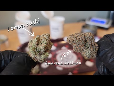 Amarena De Limon Strain