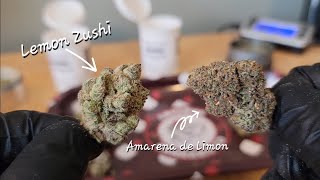 🍋 Lemon Zushi 🍋 & 🍒 Amarena de Limon 🍋 - Two Unique Strains From NowiCann - THCa Flower Review