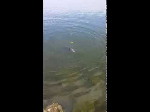 Steve's Large Carp (explicit language)