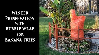 Attempting to use Bubble Wrap to Protect Musa Basjoo Banana Plants Over Winter