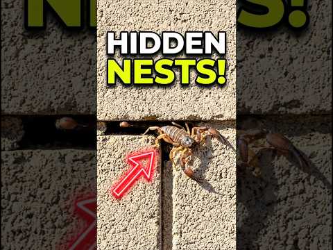 Where Do Scorpions Hide During the Day? (Check Your Block Wall) 🦂