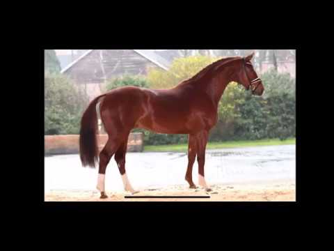 Da Vinci Dream M v. Diamond Hit - Londonderry