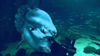 preview picture of video 'Mondfisch im Ozeanarium in Hirtshals - Dänemark'