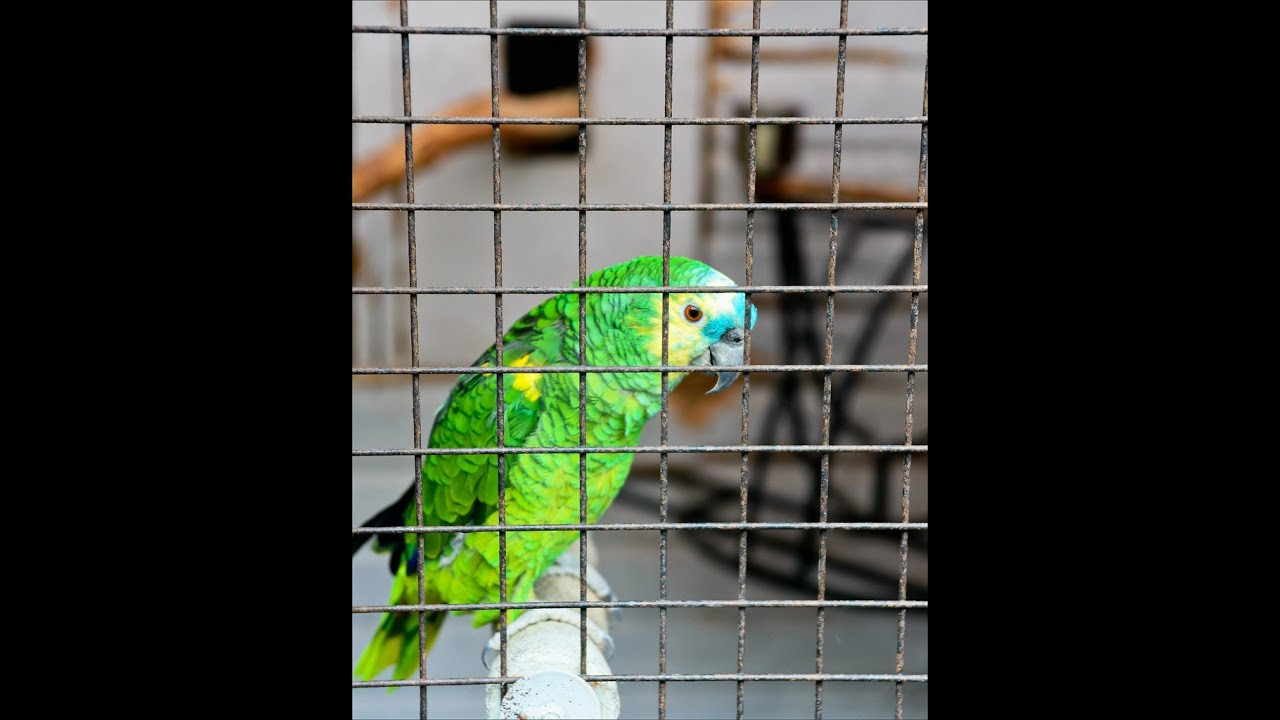 Amazing Parrot Sings Chandelier by Sia thumnail
