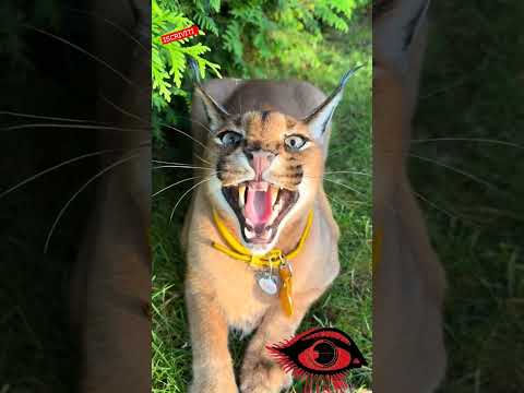 AXEL IL MIO GATTONE 🐾🐯🐱 #shortvideo #animali #lince #gatto #animale #lince #pets