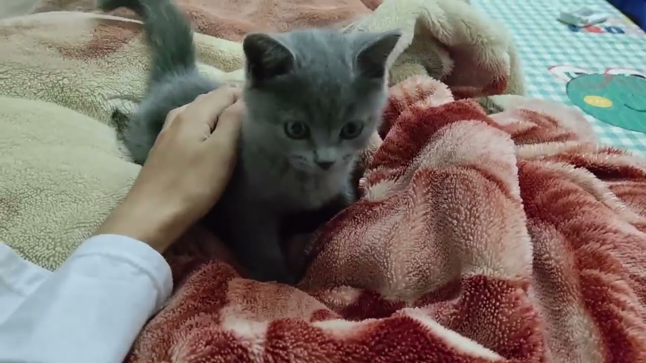 とてもかわいい子猫 part 18 || 子猫 2022