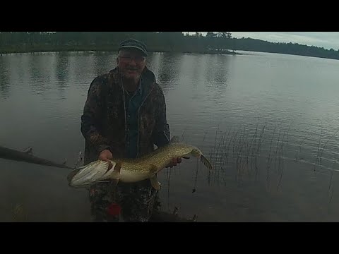 Kalastusretkellä Norjassa. Isoja haukia ja ahvenia saaliina.              Övre Pasvik nasjonalpark.