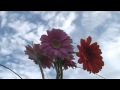 Jamie Winchester & Hrutka Róbert - It's Your Life ...