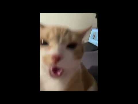 cat attacking camera