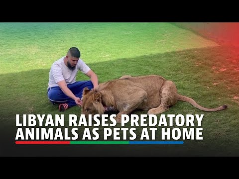 Man raises predatory animals at home as pets ABS-CBN News