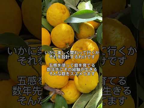 現代の家の生垣の前の庭のデザインのアイデアの斜面