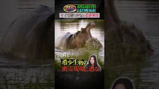 絶滅動物ジャーナリスト #太田ゆか ! 希少生物の密売現場に迫る!『#クレイジージャーニー』8/24(月)