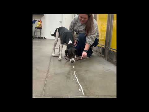 Petland Norwin Whipped Cream Races!