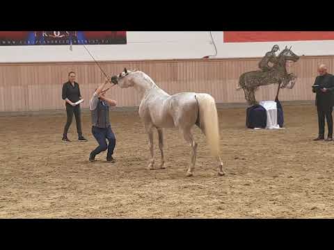 Lissar (Gazal Al Shaqab x Larissa)
