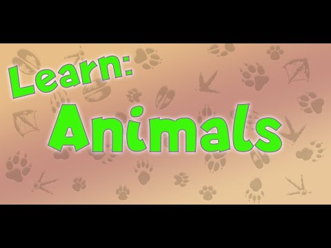 Learn: Animals