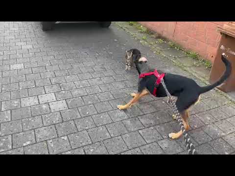 Lucy1 auf Pflegestelle 10.10.2023 (3) - New Home for Strays e. V.