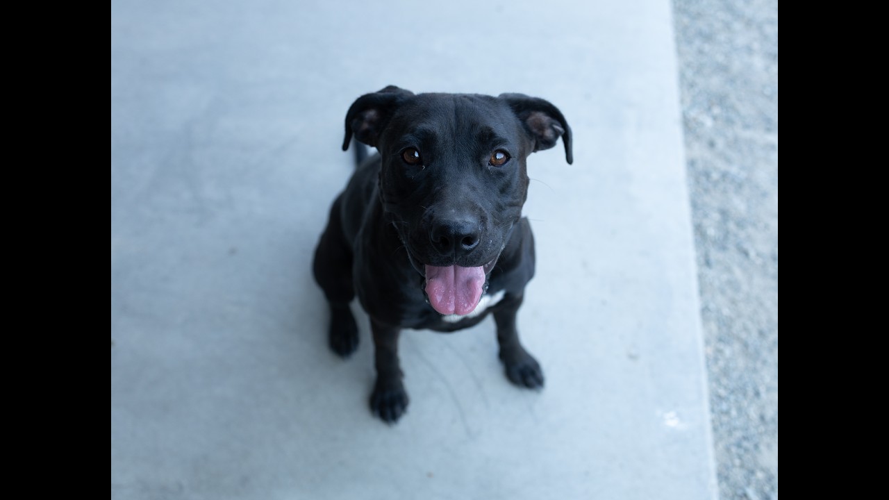 Enlarge Jasper, a Adoptable mixed breed in Monroe, WA video 6/6