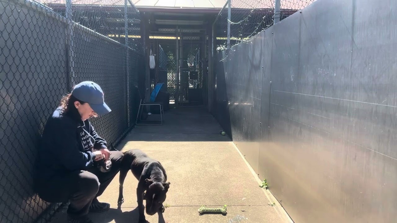Canopy video preview