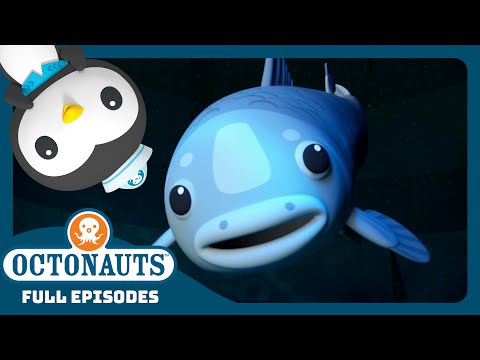 @Octonauts - 🪨 The Coelacanth 🐟 | Season 4 Full Episode | Cartoons for Kids