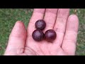 Flacourtia Jangomas Indian Coffe Plum Scramberry