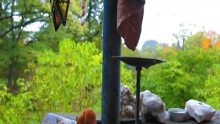 A roving Woman (with crows)