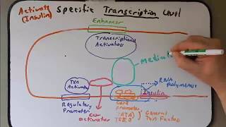 Eukarytotic Gene Regulation Chromatin and Transcription Factors