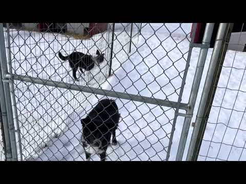 Letting Dogs Out of Kennels