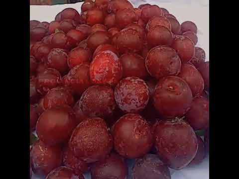 Las ricas frutas de sapahaqui luribay #paisajes #frutas #lapaz