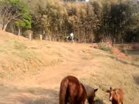 Mangalarga Marchador - Zafira