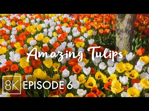 Amazing Spring Flowers in 8K HDR - The Beauty of Skagit Valley Tulip Fields with Nature Sounds - #6