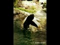 White King Kong Vs King Kong - White Kong Slaps Very Hard At Black Kong