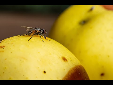 Tips to Keep Flies Out of Your Home
