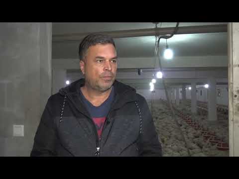 Muharem Požegić vlasnik farme na kojoj uzgaja 100 000 pilića