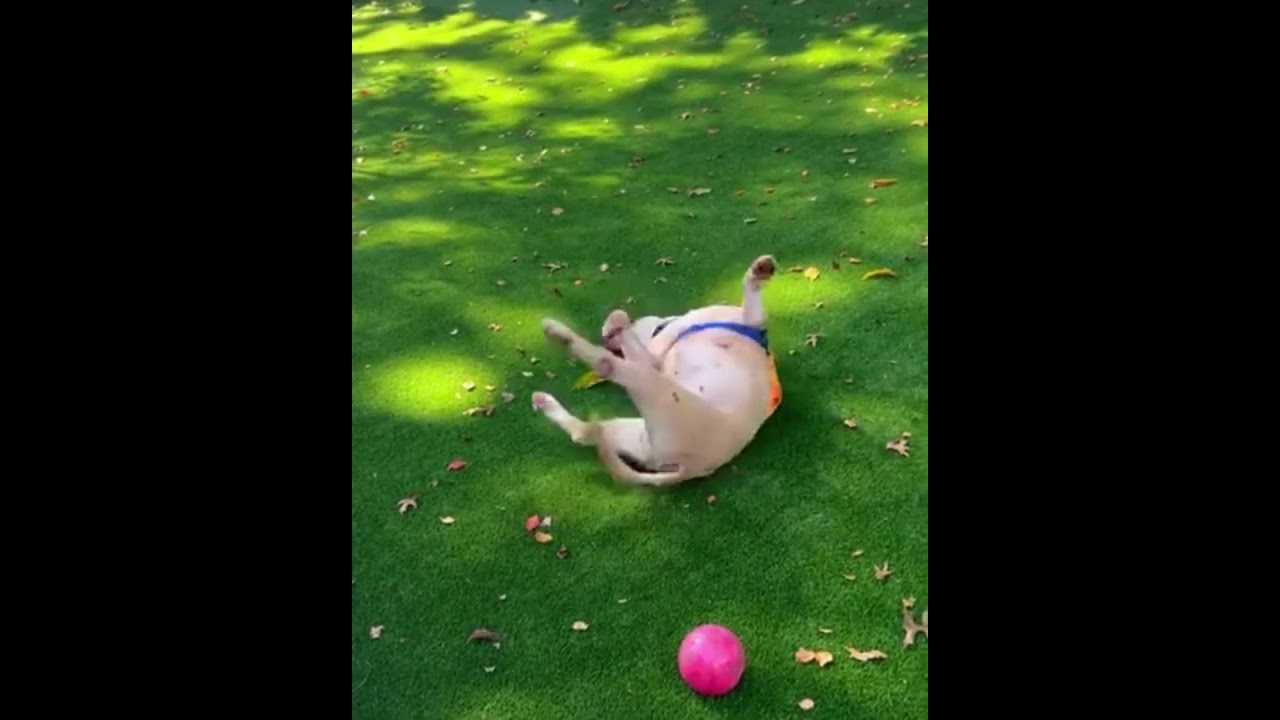 Enlarge Zizi, a Adoptable American Bully in Philadelphia, PA video 4/4