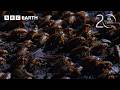 The Biggest Insect Emergence On The Planet 20 Years Of Planet Earth BBC Earth