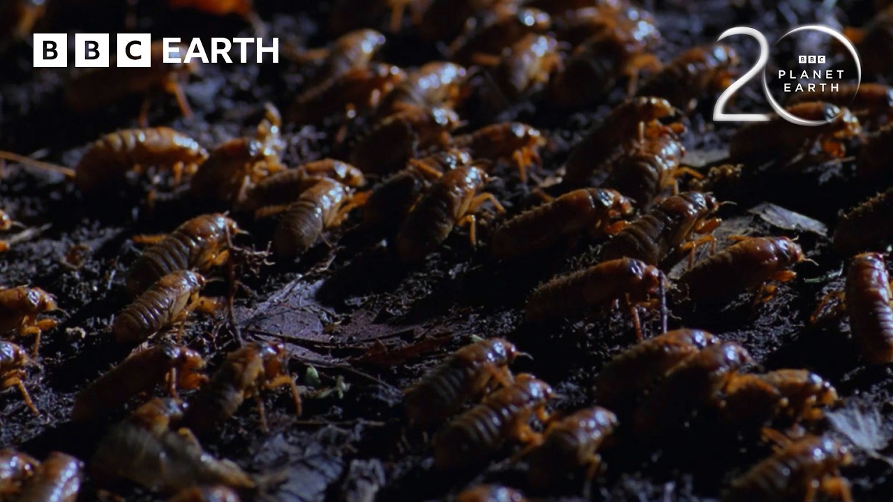 The Biggest Insect Emergence on the Planet | 20 Years of Planet Earth | BBC Earth