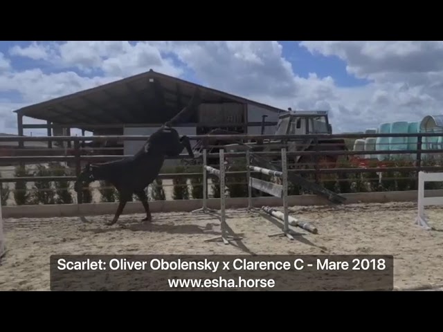 Scarlet v't Dauwhof - 1st dam