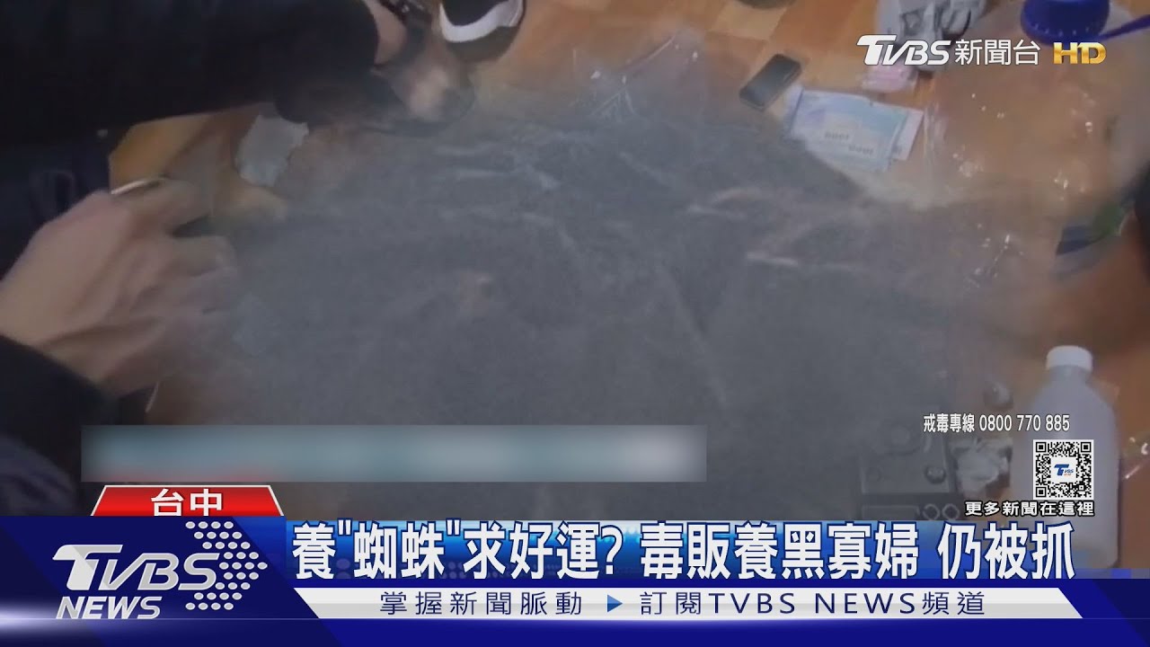 養「蜘蛛」求好運? 毒販養黑寡婦仍被抓