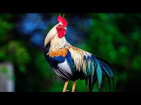 Rooster Crowing Compilation Sound Effect