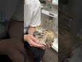 ミーアキャットベビー♀（2026年5月産まれ）超べた馴れ♪のYouTubeサムネイル画像