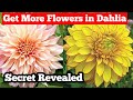 If your Dahlia is not Blooming , Then Watch this Video Immediately