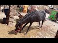 The Most Elegant and Graceful Black Horse in the World 💖