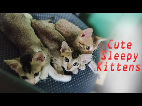 Cute Sleepy Kittens | Stories With Krishika