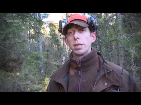 Älgjakt i Värmland Dag 2 – Första Älgjakten  (ur Del 3 av Jaktkunskap)