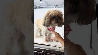 Video preview image #1 Shih Tzu Puppy For Sale in Benton, LA, USA