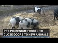 Pet Pig Rescue Forced To Close Doors To New Animals