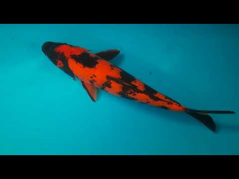 G 4798 08 HIUTSURI 42CM MALE FARM GENJIRO