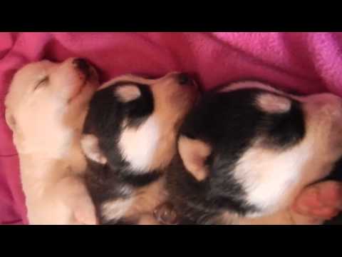 Husky Puppies Sleeping In a Row Video