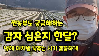 감자 심은지 한달 폭풍성장 냉해 대처법 북주는 시기 감자밭 매는 시기 [감자재배기술]