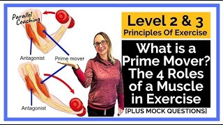 What Is A Prime Mover Muscle:  4 Roles that muscles play when we exercise